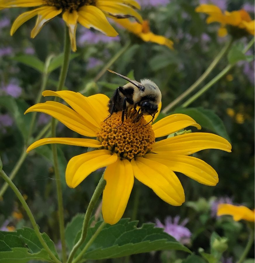 The Sisters of Loretto Share a Kinship With the Earth – Loretto Community