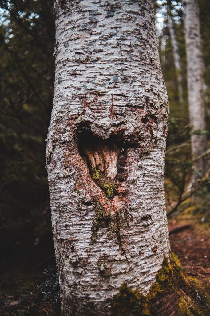 old tree stem with heart shaped carving in forest