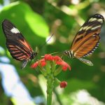 Two monarch butterflies sit atop a red flower.