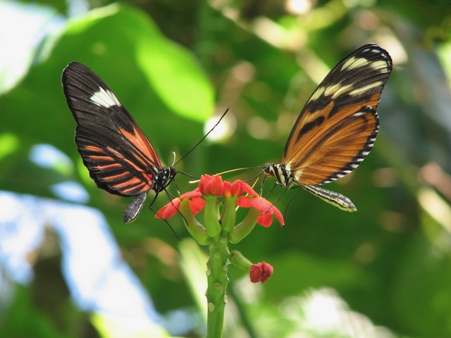 Two monarch butterflies sit atop a red flower.