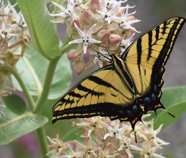 Yellow and black butterfly sitting on a milkweed plant.