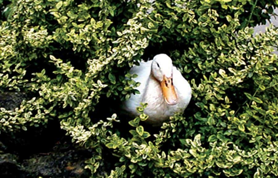 A white duck is resting as it's nestled in a vibrant green shrub.