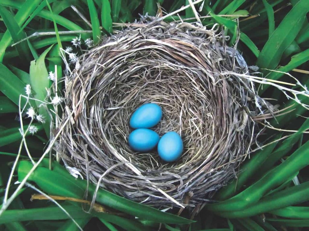 Blue Robins' eggs are shown from above in a nest surrounded by bright green grass.