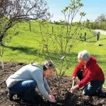 Two women are shown planting redbud trees in a garden.