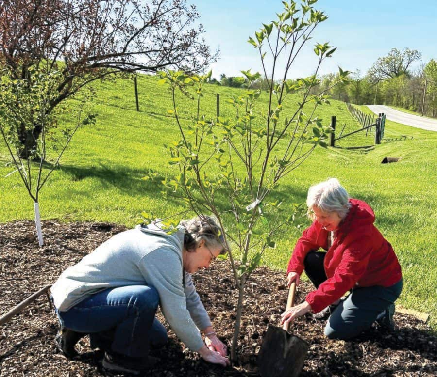 Two women are shown planting redbud trees in a garden.