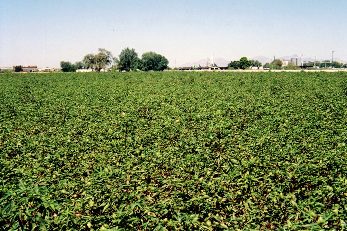 A green cotton field on a sunny day.