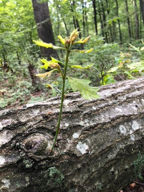 A new tree is seen growing from a fallen log in the woods.