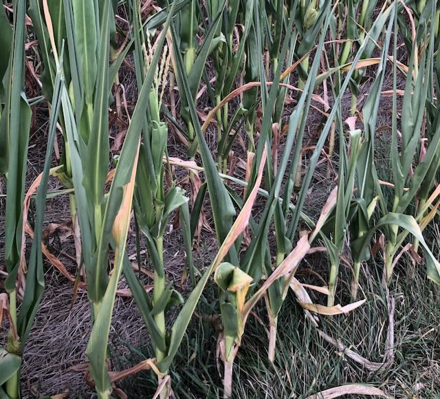 Closeup photo of a dry green corn crop in rows.