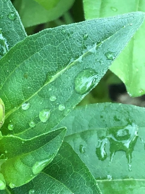 A closeup of bright green leaves that are speckled with rain drops where you can see the intricacies of the veins.