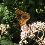A fritillary brown speckled butterfly on a joe-pye weed surrounded by greenery.