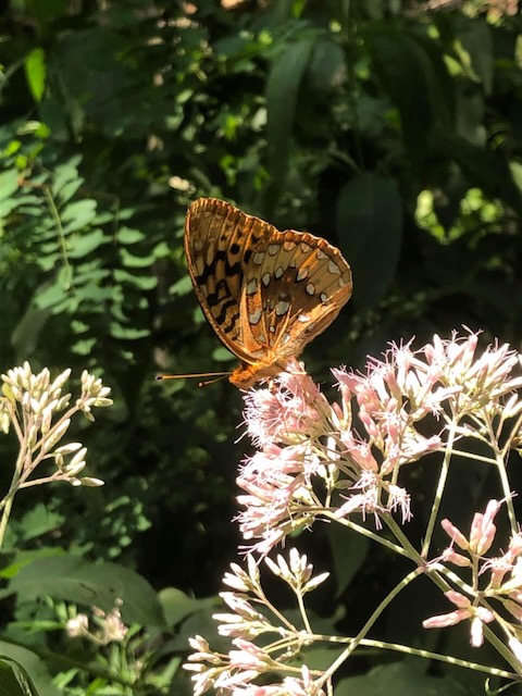 A fritillary brown speckled butterfly on a joe-pye weed surrounded by greenery.