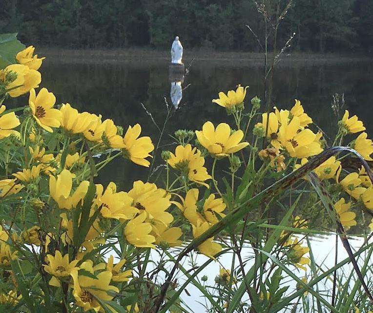 Yellow flowers in the foreground frame a white statue of the Virgin Mary standing in the middle of a lake.