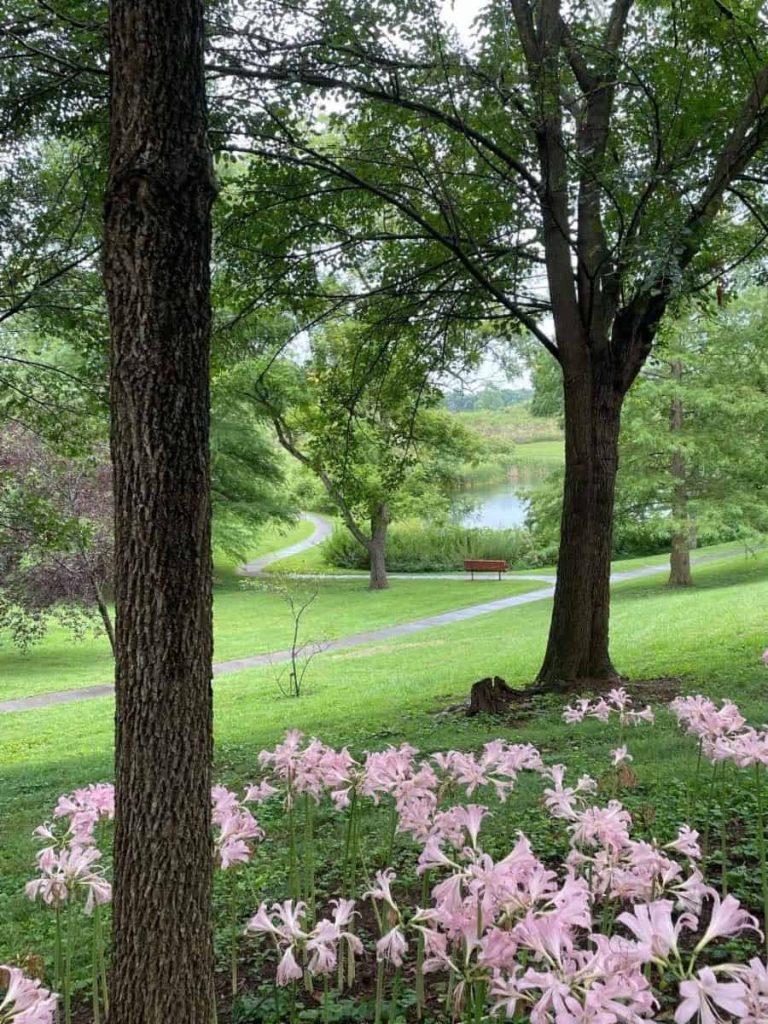 A beautiful scene from the top of a lush green grassy hill with strong trees, pink flowers and a meandering paved path that leads to a small pond.