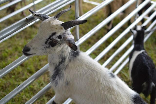 A closeup of a small white and speckled black baby goat in a silver pen.