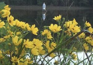 Yellow flowers in the foreground frame a white statue of the Virgin Mary standing in the middle of a lake.