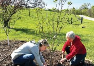 Two women are shown planting redbud trees in a garden.