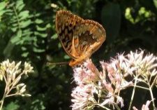 A fritillary brown speckled butterfly on a joe-pye weed surrounded by greenery.